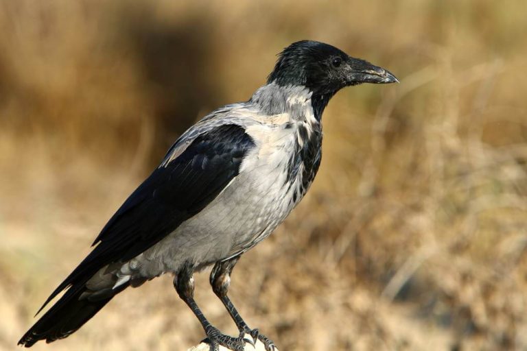 A dolmányos varjú Corvus cornix hangja Madaraink