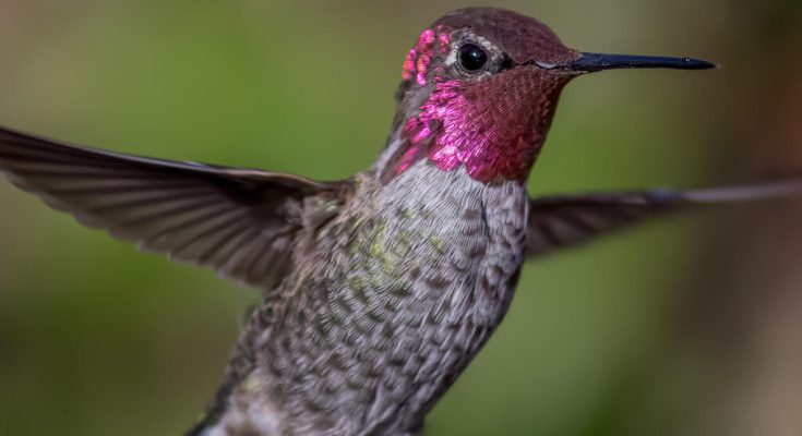Anna kolibri