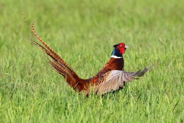 A Fácán - (Phasianus colchicus) - Madaraink