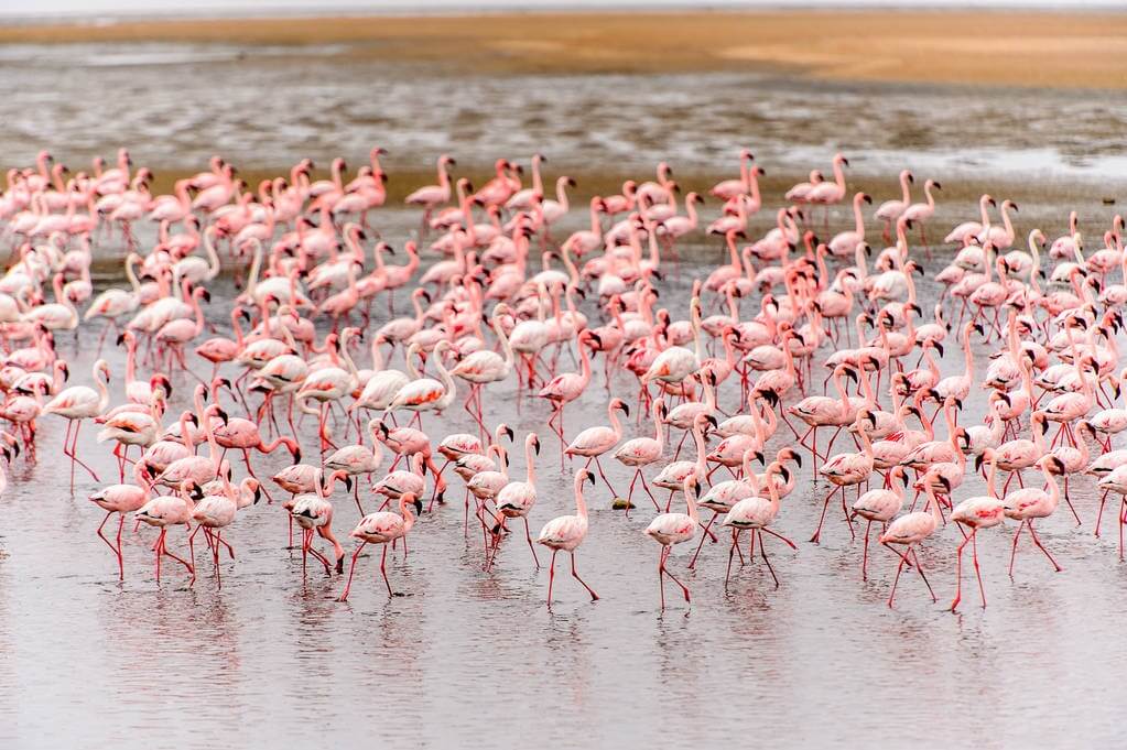 Rózsás flamingó