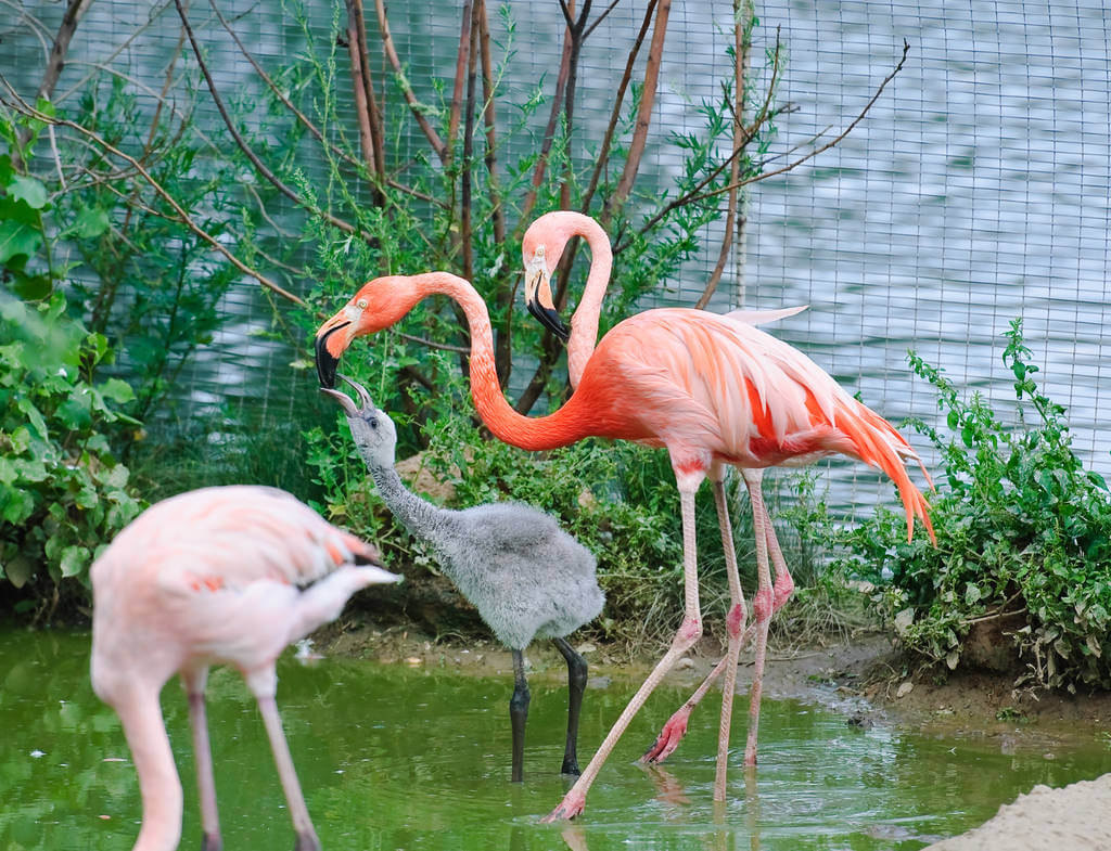 Rózsás flamingó