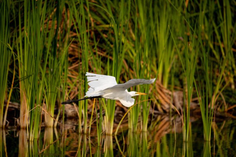 nagy-k-csag-ardea-alba-a-term-szet-csod-s-madara-madaraink