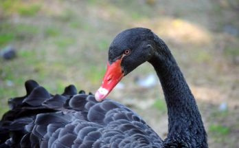 A fekete hattyú (Cygnus atratus) hangja