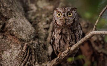 A füleskuvik (Otus scops) hangja