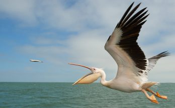 A pelikán (Pelecanus onocrotalus) hangja