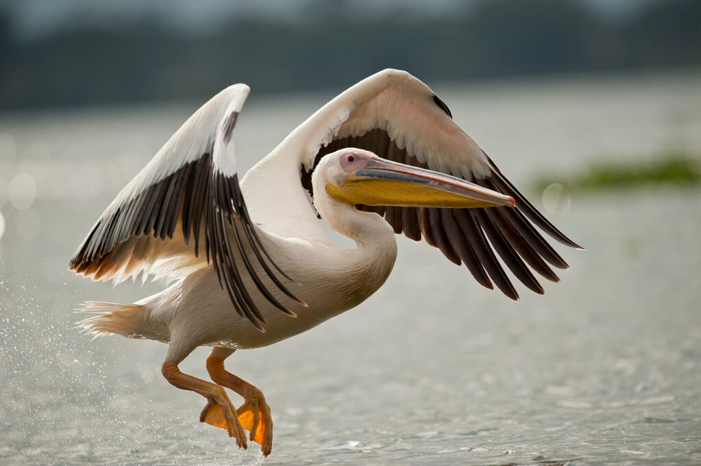 A pelikán (Pelecanus onocrotalus) hangja
