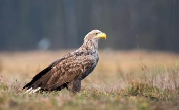 A rétisas (Haliaeetus albicilla) hangja