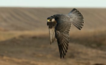 A vándorsólyom (Falco peregrinus) hangja