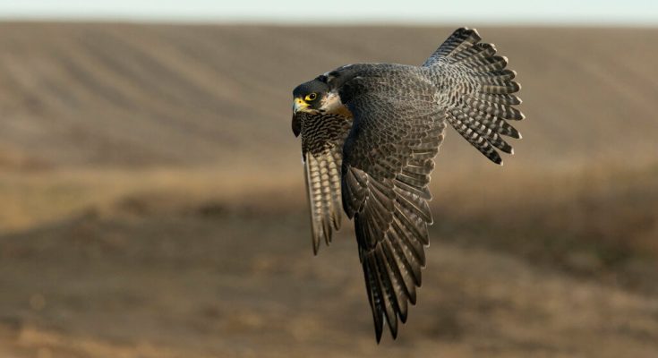 A vándorsólyom (Falco peregrinus) hangja