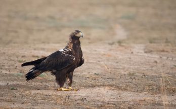 A parlagi sas (Aquila heliaca) hangja