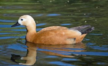 A vörös ásólúd (Tadorna ferruginea)