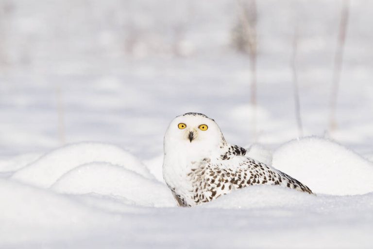 Hóbagoly (Bubo scandiacus) - életmódja és elterjedése - Madaraink