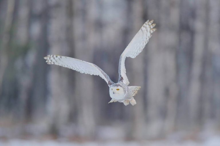 Hóbagoly (Bubo scandiacus) - életmódja és elterjedése - Madaraink