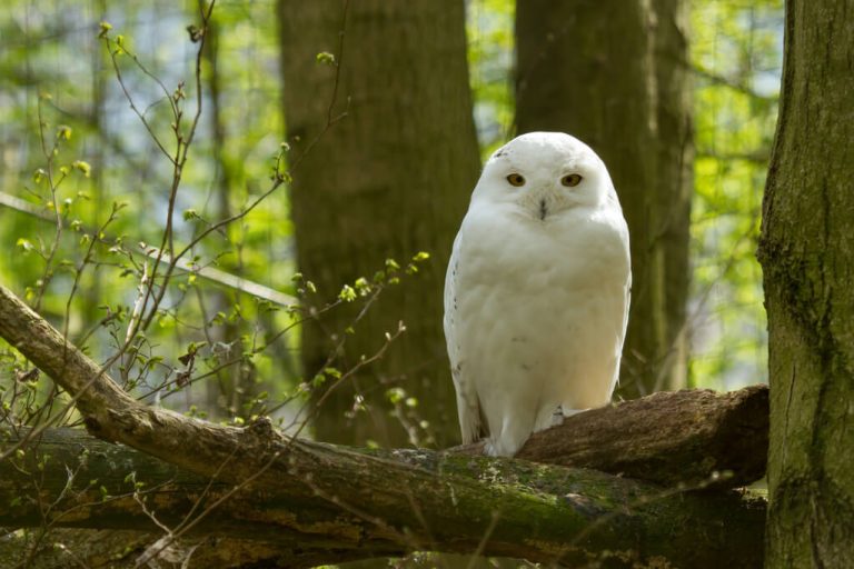 Hóbagoly (Bubo scandiacus) - életmódja és elterjedése - Madaraink
