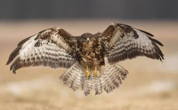 egerészölyv (Buteo buteo)