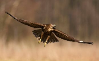 egereszolyv - buteo - buteo