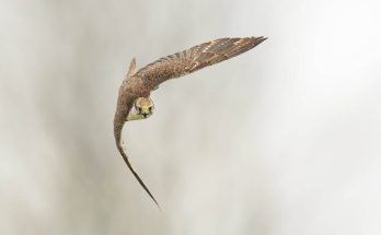 Kerecsensólyom (Falco cherrug) hangja