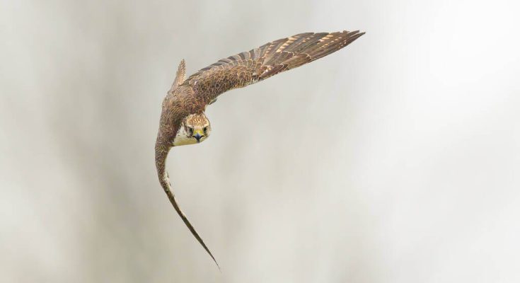 Kerecsensólyom (Falco cherrug) hangja