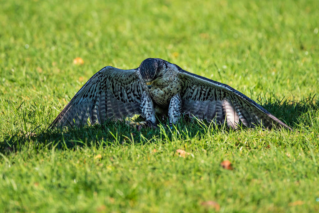 Kerecsensólyom (Falco cherrug)