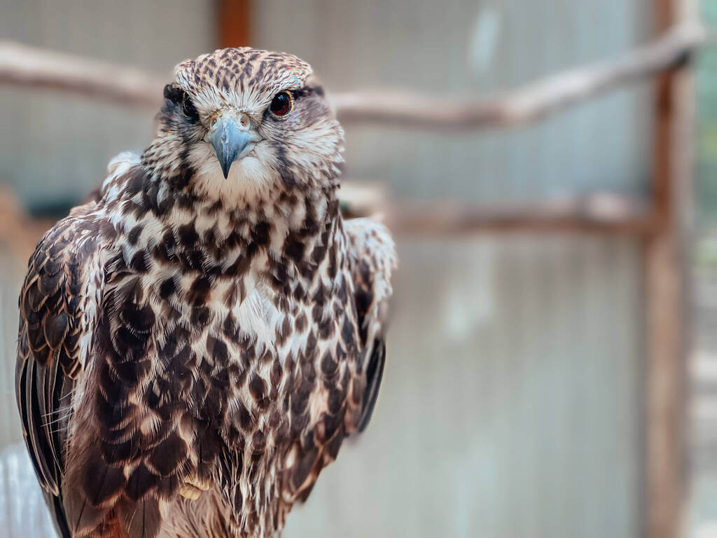 Kerecsensólyom (Falco cherrug)