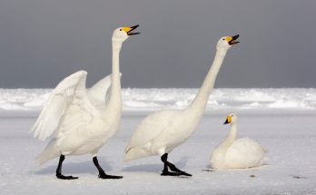 enekes - hattyu - cygnus - cygnus - hangja