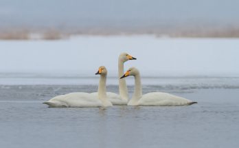 enekes - hattyu - cygnus - cygnus