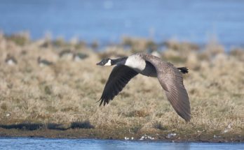 kanadai - lud - branta - canadensis