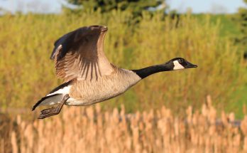 kanadai - lud - branta - canadensis - hangja