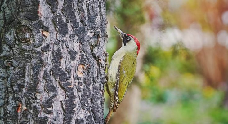 zold-kullo-picus-viridis-hangja