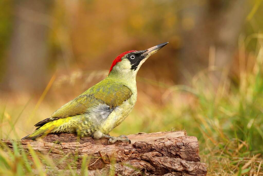 zold-kullo-picus-viridis-hangja