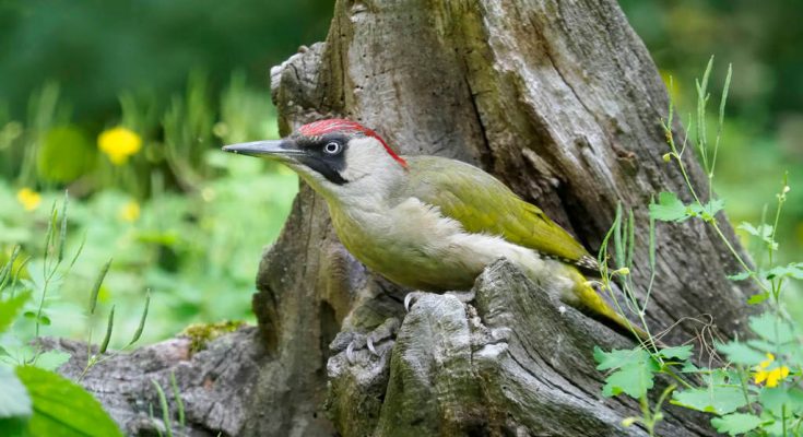 zold-kullo-picus-viridis