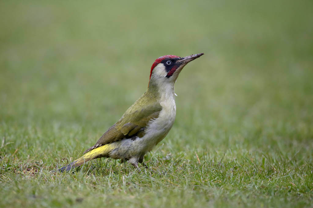 zold-kullo-picus-viridis