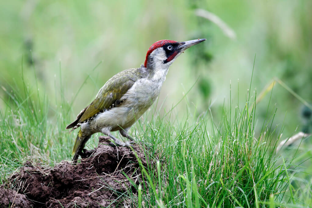 zold-kullo-picus-viridis