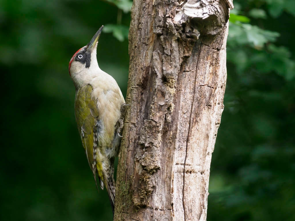 zold-kullo-picus-viridis