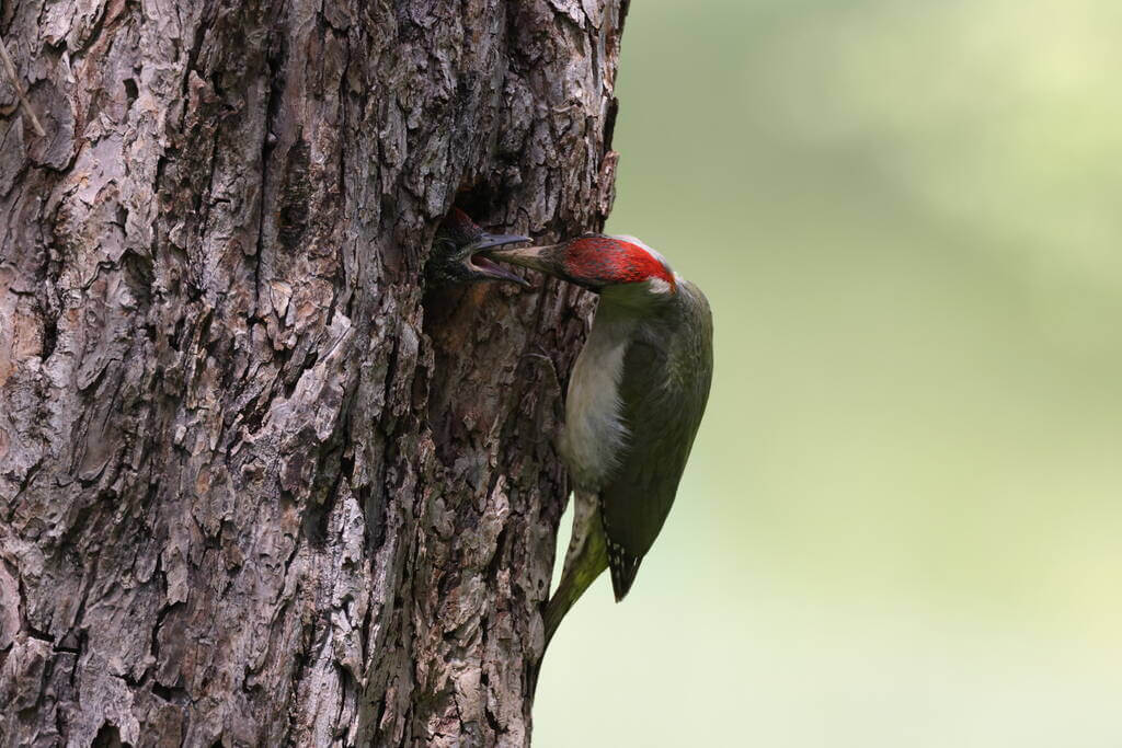 zold-kullo-picus-viridis