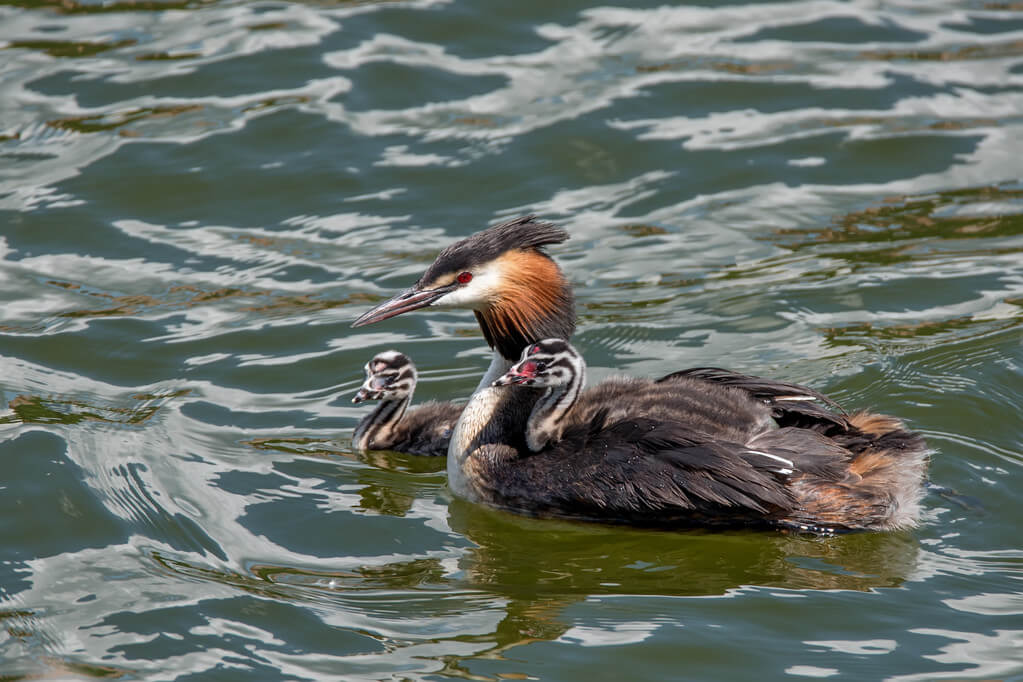 bubos-vocsok-podiceps-cristatus