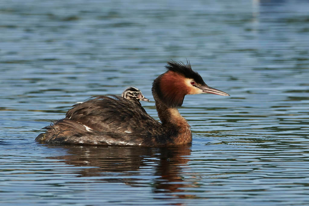 bubos-vocsok-podiceps-cristatus