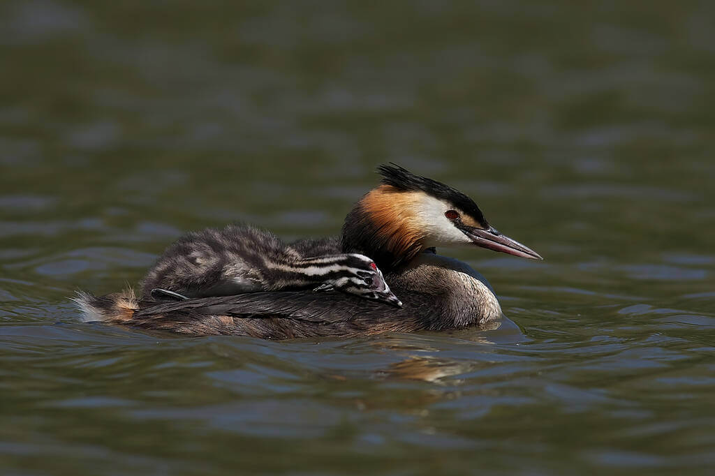 bubos-vocsok-podiceps-cristatus