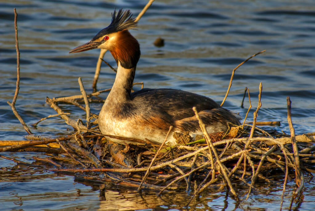 bubos-vocsok-podiceps-cristatus