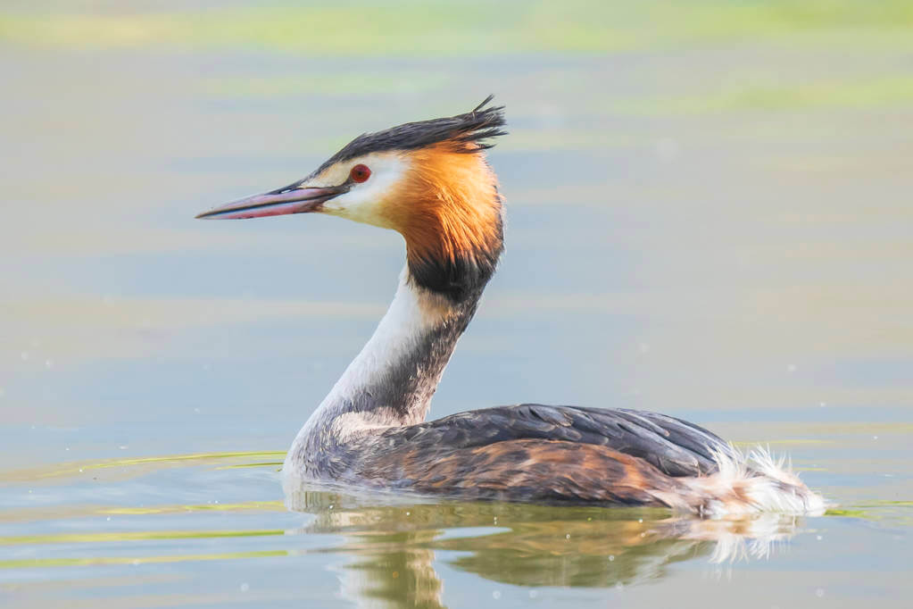 bubos-vocsok-podiceps-cristatus