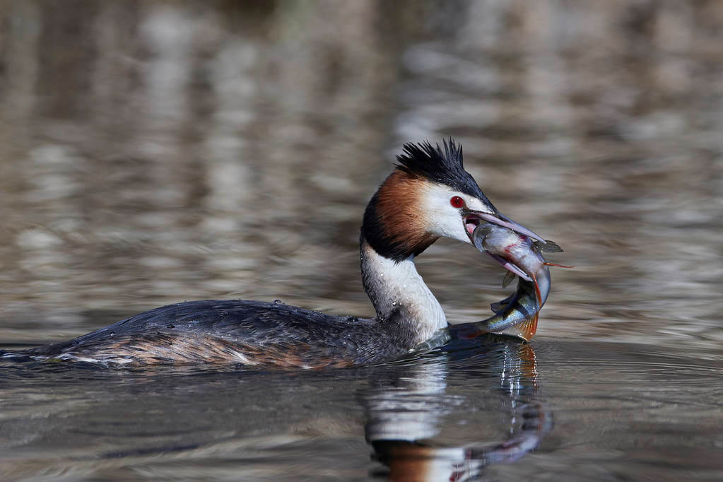 bubos-vocsok-podiceps-cristatus