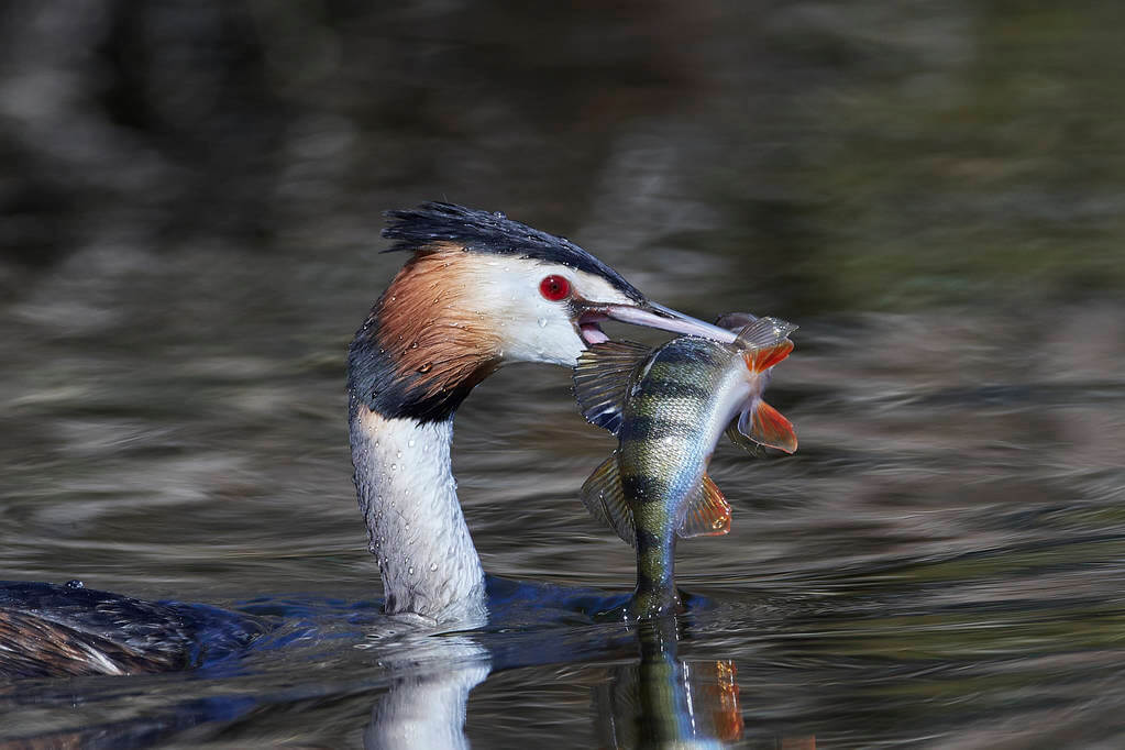 bubos-vocsok-podiceps-cristatus