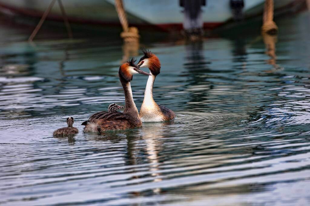 bubos-vocsok-podiceps-cristatus