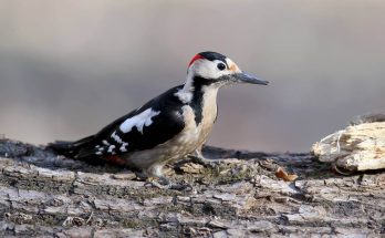 balkani-fakopancs-dendrocopos-syriacus-hangja