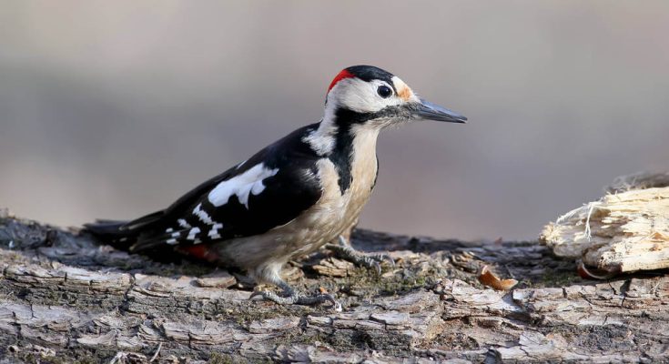 balkani-fakopancs-dendrocopos-syriacus-hangja