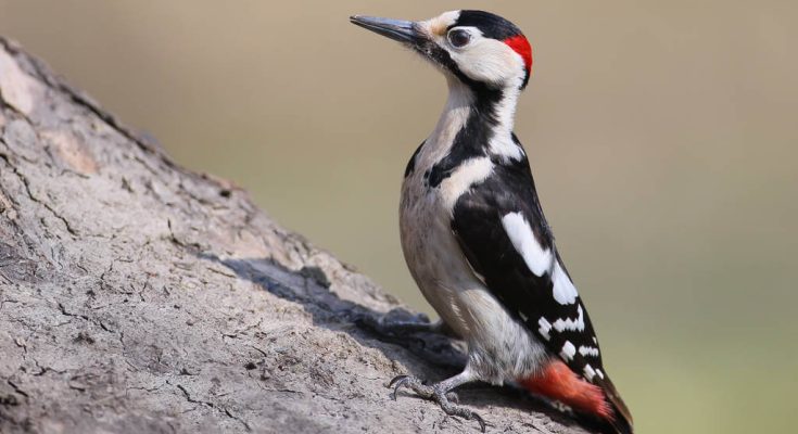 balkani-fakopancs-endrocopos syriacus