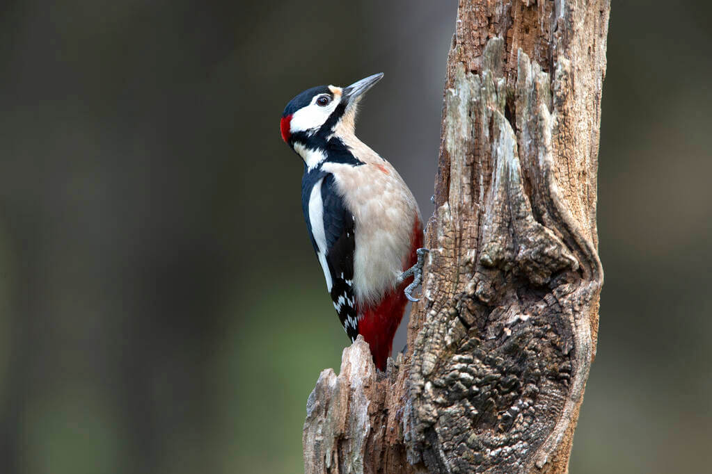 balkani-fakopancs-endrocopos syriacus