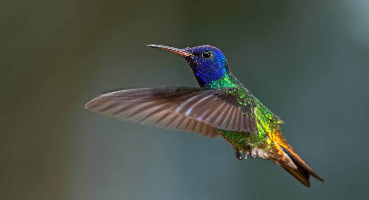 aranyfarku-zafírkolibri-chrysuronia-oenone