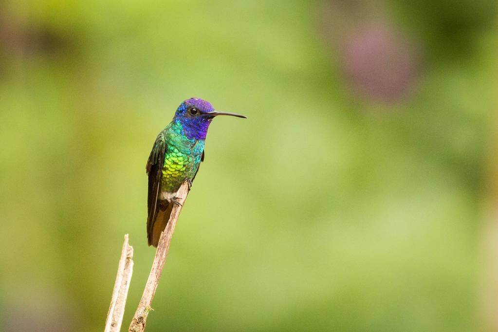 aranyfarku-zafírkolibri-chrysuronia-oenone