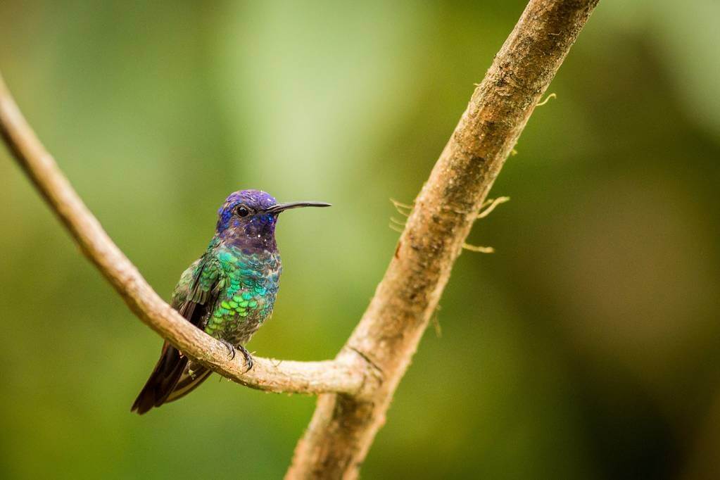 aranyfarku-zafírkolibri-chrysuronia-oenone